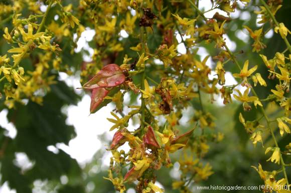 goldenrain tree